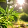 Relieve Stress With Cannabis Topicals