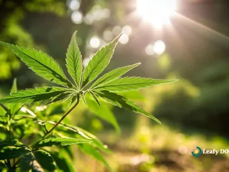 Relieve Stress With Cannabis Topicals
