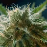Exploring The Role Of Terpenes In Cannabis For Pain Relief