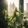 Finding The Optimal Time To Take Medical Cannabis