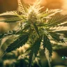 Uncovering The Benefits Of Medical Marijuana