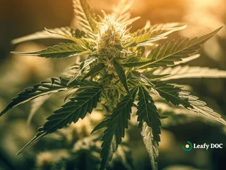 Uncovering The Benefits Of Medical Marijuana