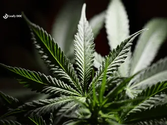 The Anatomy Of A Marijuana Leaf