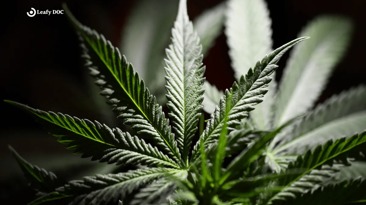 The Anatomy Of A Marijuana Leaf