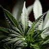The Anatomy Of A Marijuana Leaf
