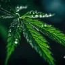 Unleashing Cannabis Research: The NIH’s Proactive Approach