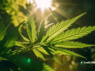Combining Cannabis And Yoga For Stress Relief