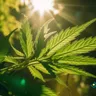 Combining Cannabis And Yoga For Stress Relief