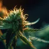 Discover The Best Cannabis Strains For Managing Chronic Pain