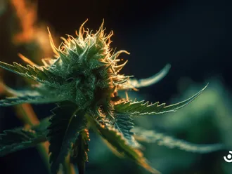 Discover The Best Cannabis Strains For Managing Chronic Pain