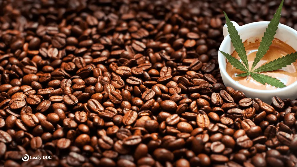 Will Cannabis Coffee Give Me Energy?