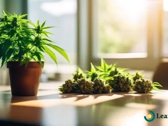 Medical Marijuana Doctor Vs. Dispensary: What's The Difference?