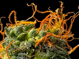 The Development of Cannabis Trichomes