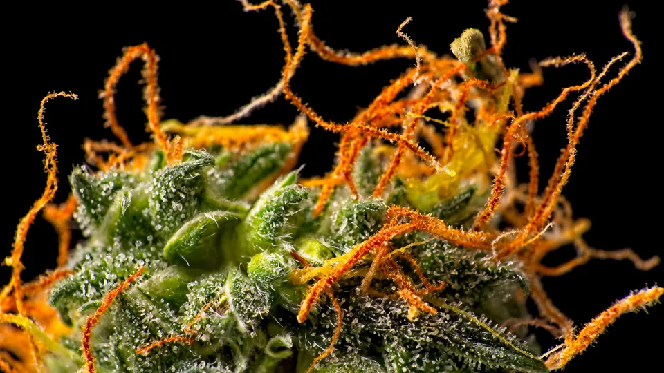 The Development of Cannabis Trichomes