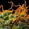 The Development of Cannabis Trichomes