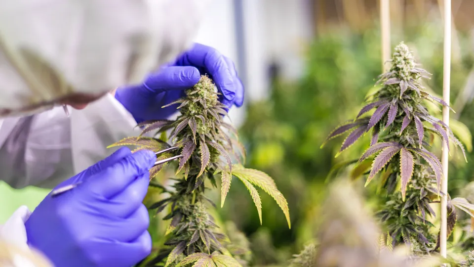 The Latest PA Medical Marijuana Research