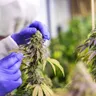 The Latest PA Medical Marijuana Research
