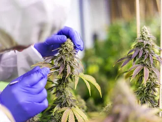 The Latest PA Medical Marijuana Research