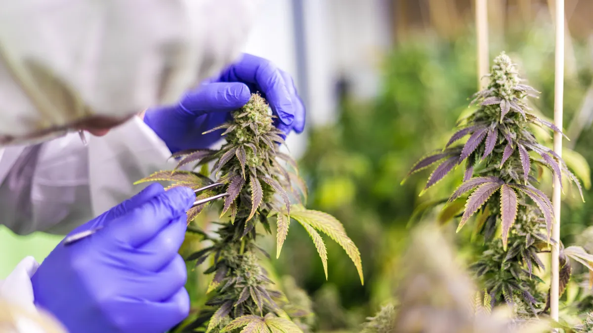 The Latest PA Medical Marijuana Research