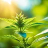 The Ultimate Outdoor Growing Guide For Cannabis