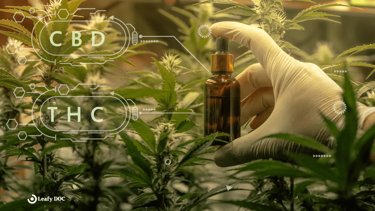 THC vs. CBD: Which is Best for Your Medical Condition?
