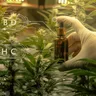 THC vs. CBD: Which is Best for Your Medical Condition?
