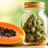 Supporting Digestive Health With Terpenes In Cannabis