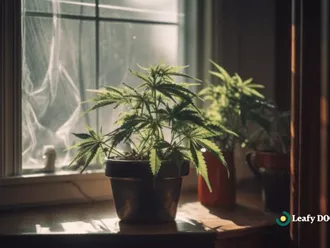 Relax And Recover: CBD For Post-Exercise Bliss