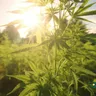 Embark On A Cannabis Meditation Retreat: A Journey To Inner Bliss