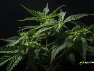 Enhance Your Exercise Routine With Cannabis