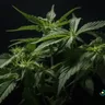 Enhance Your Exercise Routine With Cannabis
