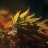 5 Ways To Rehydrate Cannabis Buds