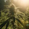 Combining Cannabis And Breathing Exercises For Stress Relief