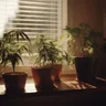 Best Cannabis Strains For Mindful Meditation