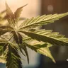 Cannabis Consumption Linked to Enhanced Empathy: A Deep Dive into the Latest Research