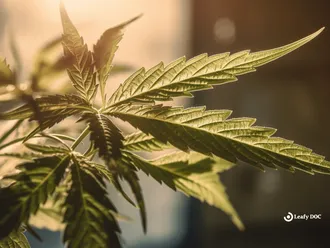 Cannabis Consumption Linked to Enhanced Empathy: A Deep Dive into the Latest Research