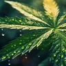 Rethinking Cannabis Aromas: Beyond Terpenes