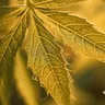 Why Are My Weed Plants Turning Yellow?
