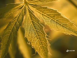 Why Are My Weed Plants Turning Yellow?