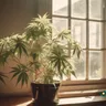 The Power Of CBD For Muscle Recovery