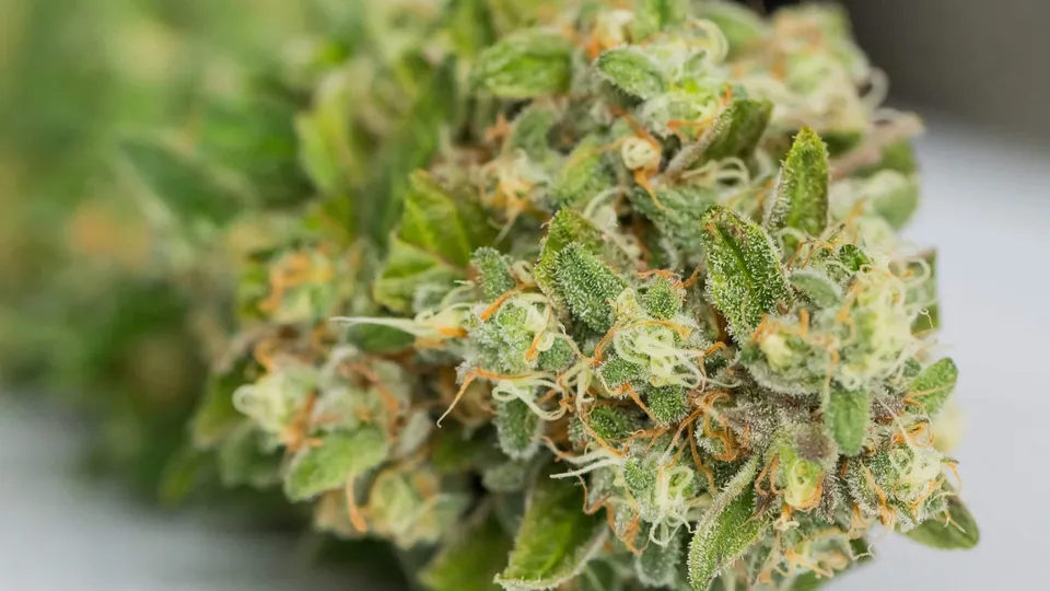 Does Weed Expire? How to Tell When Cannabis Goes Bad