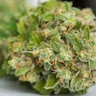 Does Weed Expire? How to Tell When Cannabis Goes Bad