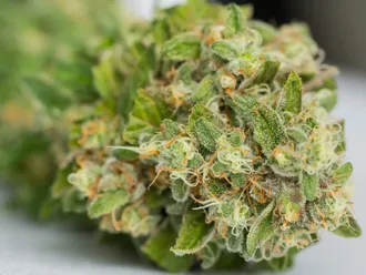 Does Weed Expire? How to Tell When Cannabis Goes Bad