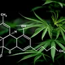 Your Guide to High-THC Cannabis Strains