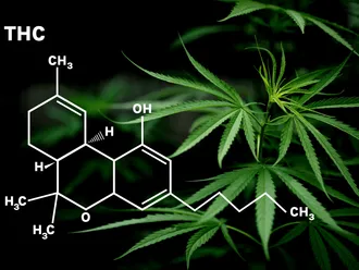 Your Guide to High-THC Cannabis Strains
