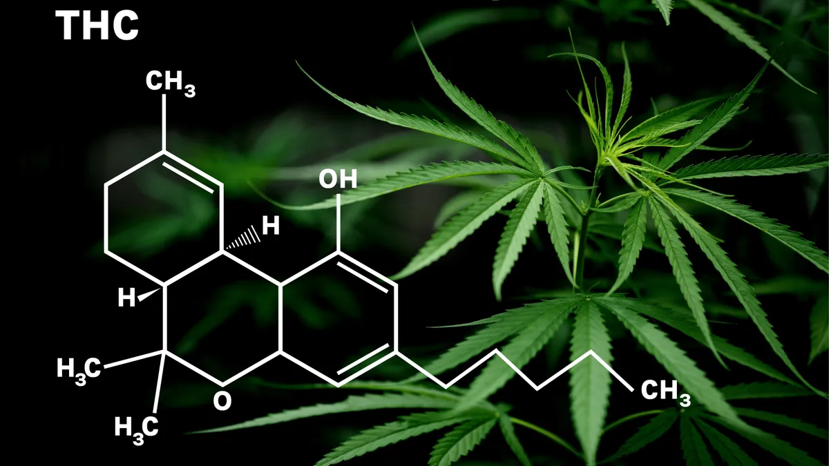 Your Guide to High-THC Cannabis Strains