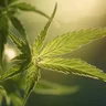 Understanding The Side Effects Of THC And CBD