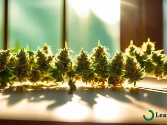 Essential Harvesting And Curing Tips For High-Quality Cannabis