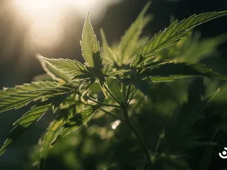 Understanding The Process Of Cannabis Legalization