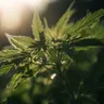 Understanding The Process Of Cannabis Legalization